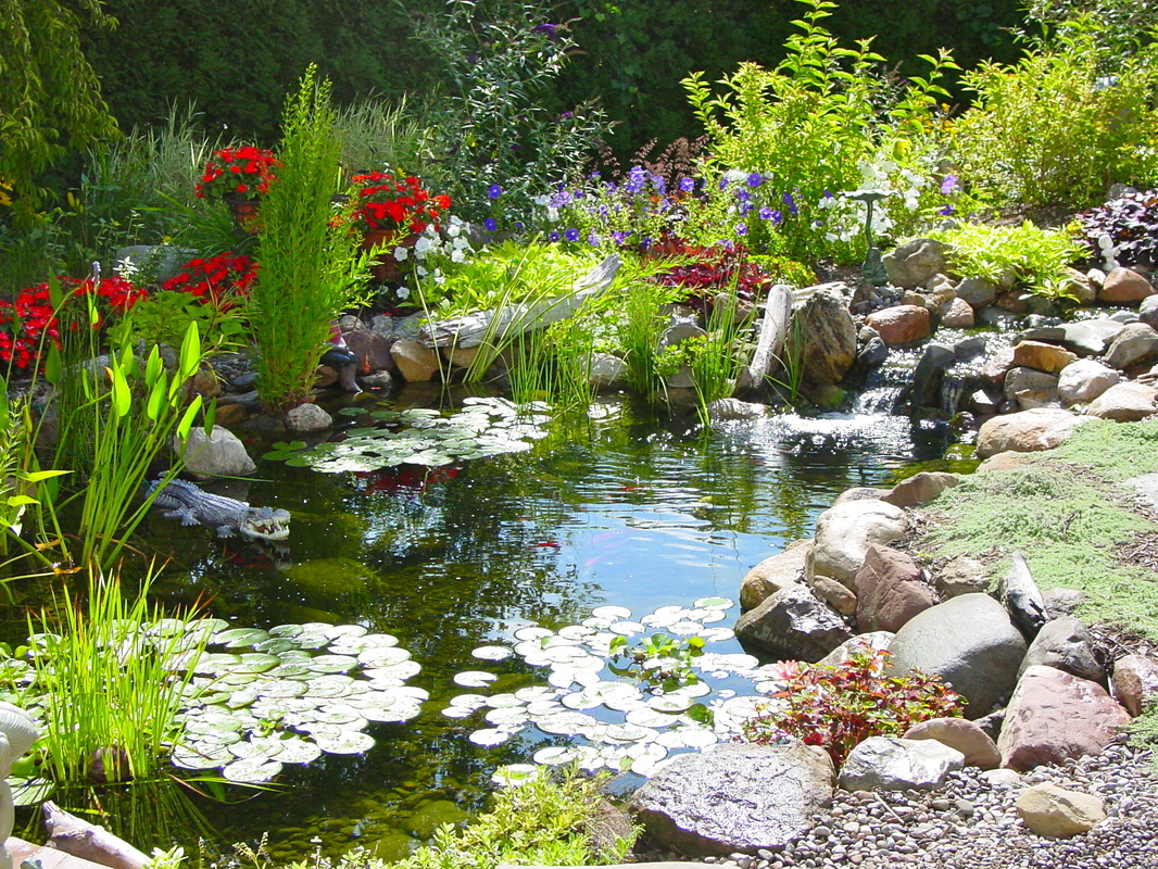 Learn The Key To A Healthy Ecosystem Pond In (NY) - Acorn Ponds