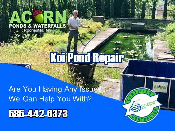 Koi Pond Repair-Renovation Contractors-Acorn Ponds-Rochester NY