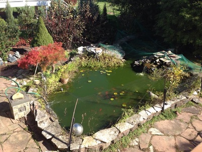We love the color green but not in ponds! Hire Acorn to get your pond right! 585-442-6373
