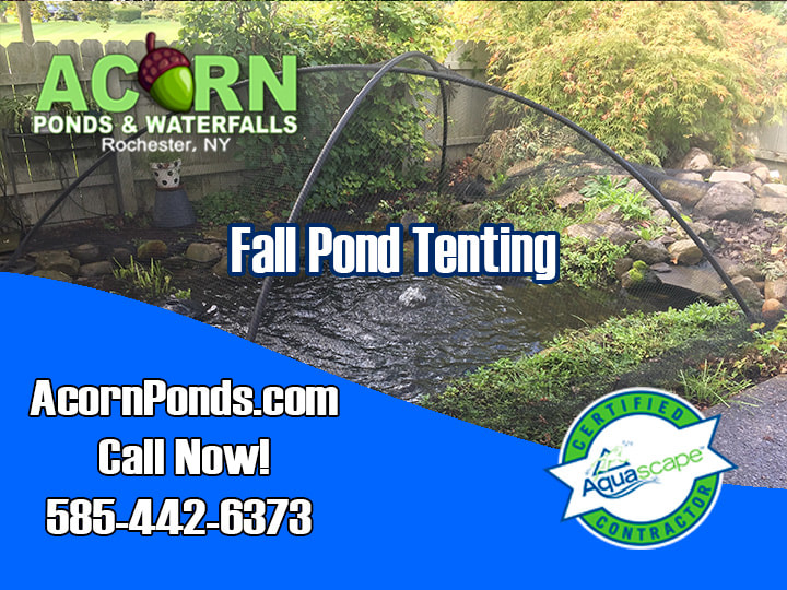 Rochester New York Pond Maintenance Services - Pond-Pondless Water Feature,  Cleaning, Leak Repair & Installation Company-Contractor Near Me-NY