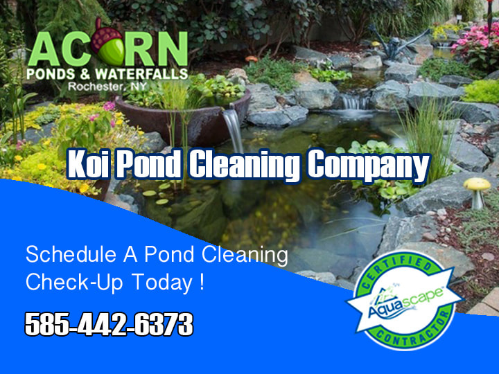 Schedule-A-Koi-Pond-Cleaning-Service-Today!-Call-585-442-6373-Acorn